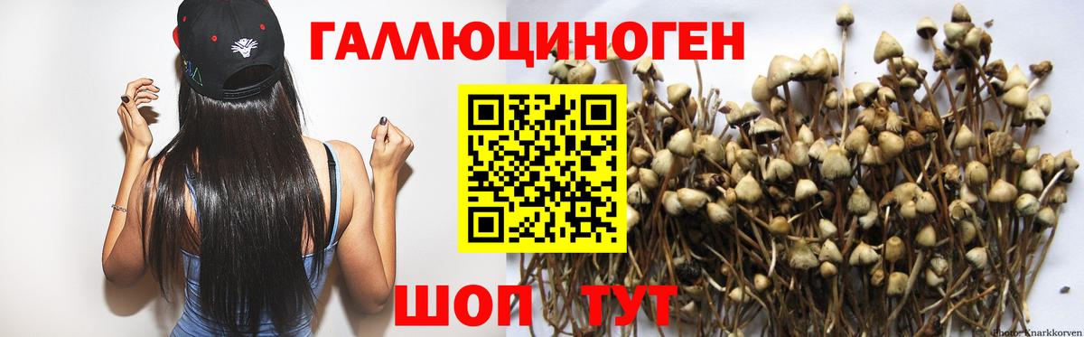 Псилоцибиновые грибы прущие грибы Минеральные Воды